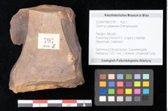 Foto (Objekt + Etikett) von Quercus palaeoilex Ettingshausen (NHMW-GEO-2024-0188-0797)